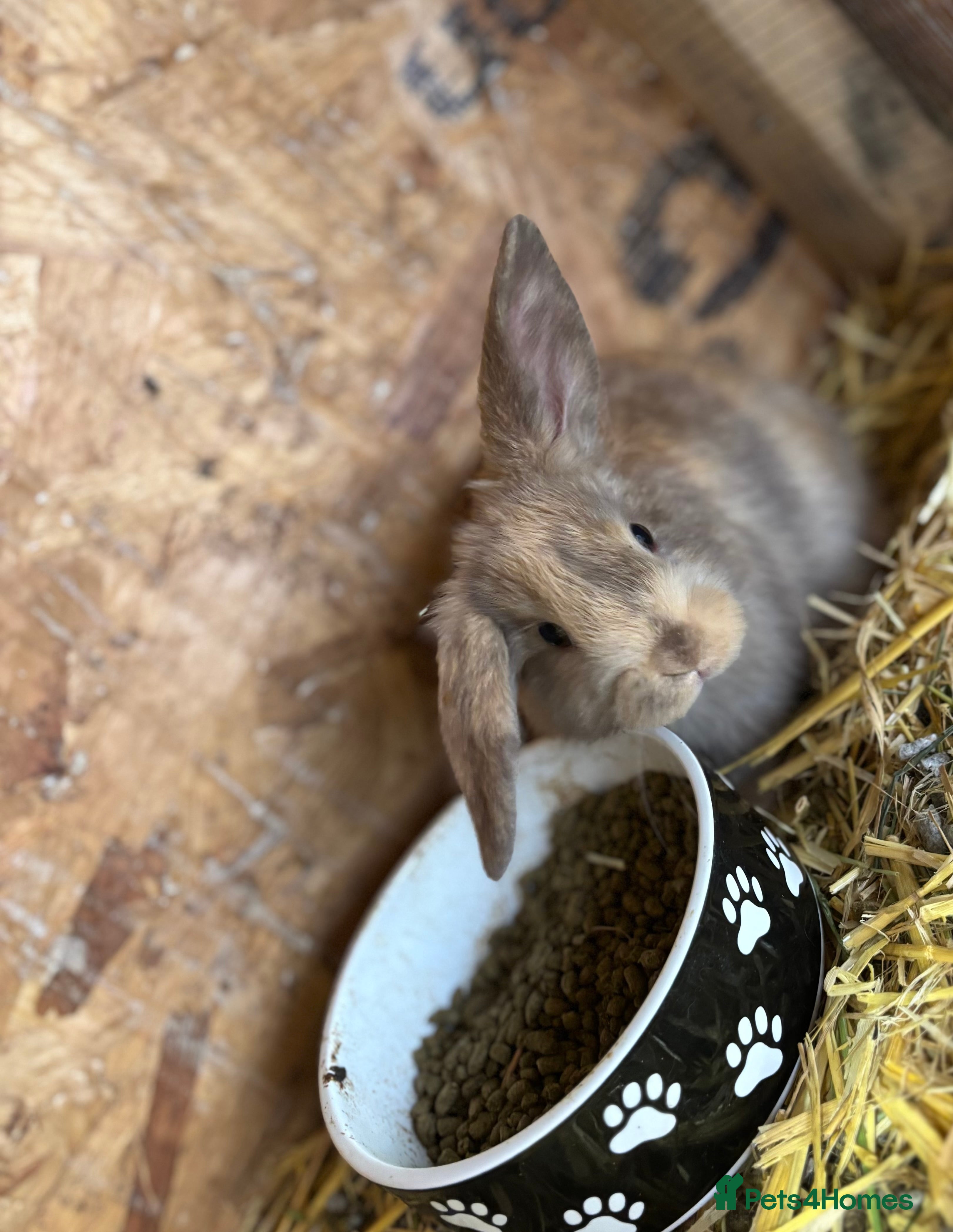 Mixed Breed rabbits Holland lop x lionhead  - Advert 17
