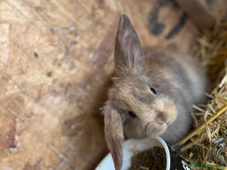 Mixed Breed rabbits Holland lop x lionhead - Advert 17