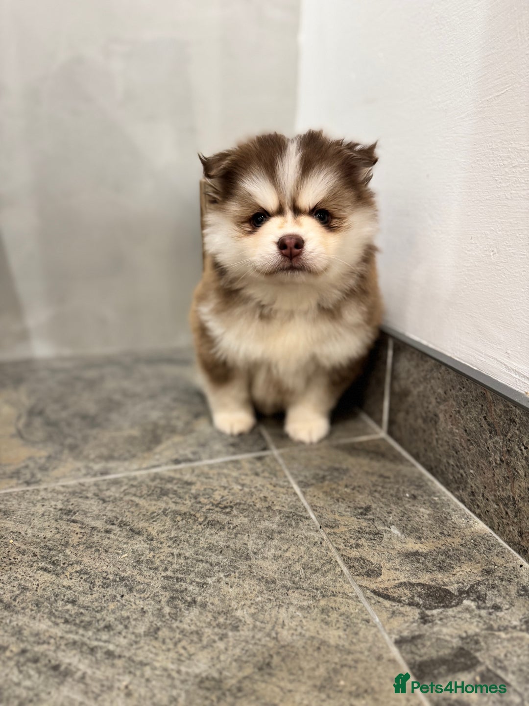 Pomsky dogs for sale: Lilac sired F2 masked Pomsky blue eyes  - Advert 19