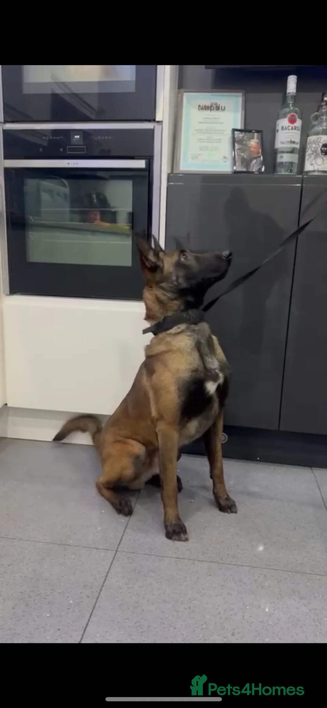 Belgian Shepherd Dog dogs for sale: Malinois  - Advert 3