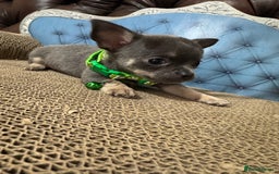 Chihuahua dogs for sale: Lilac tricolour chihuahua puppies - Image 19