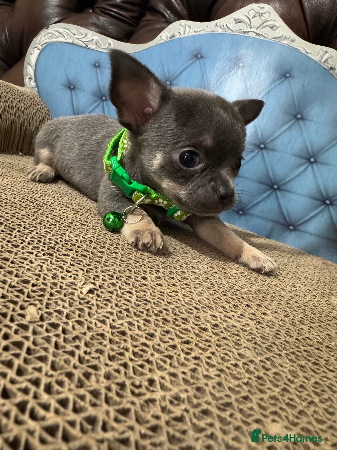 Chihuahua dogs for sale: Lilac tricolour chihuahua puppies - Image 19