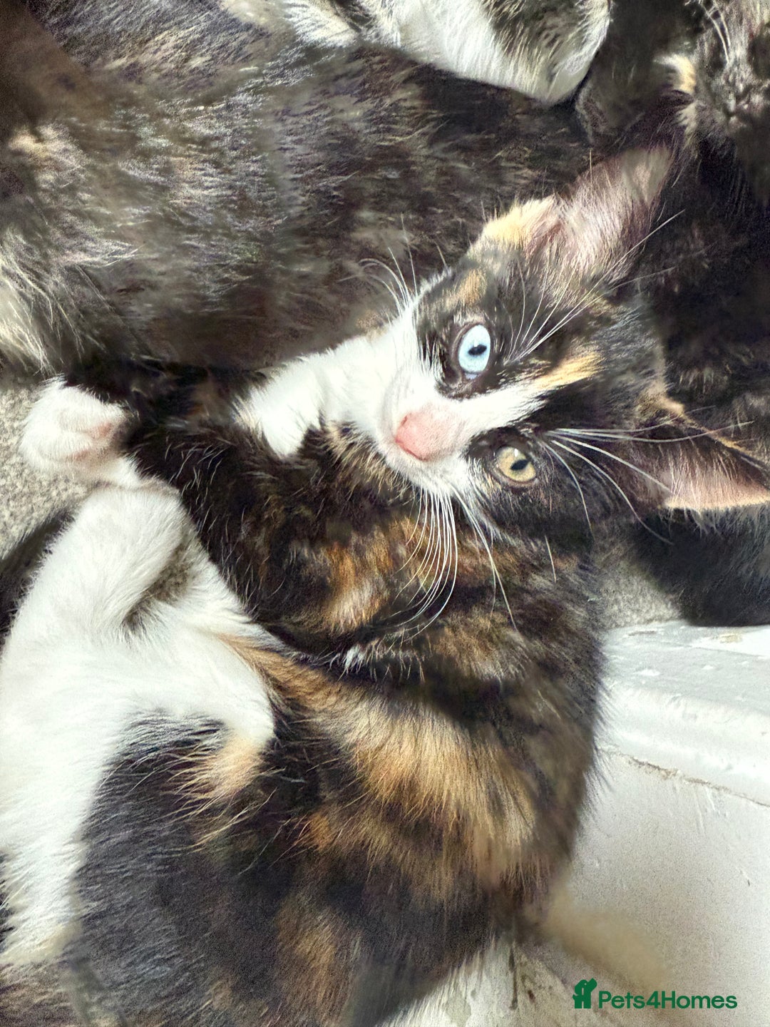 RagaMuffin cats for sale: Ragamuffin kittens  - Image 2