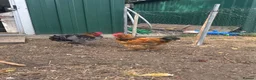 Chickens poultry for sale: Bantam cross blue Maron cockerel  - Advert 3