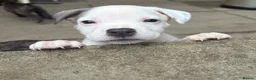 Mixed Breed dogs for sale: Staffy x puppies - Advert 9