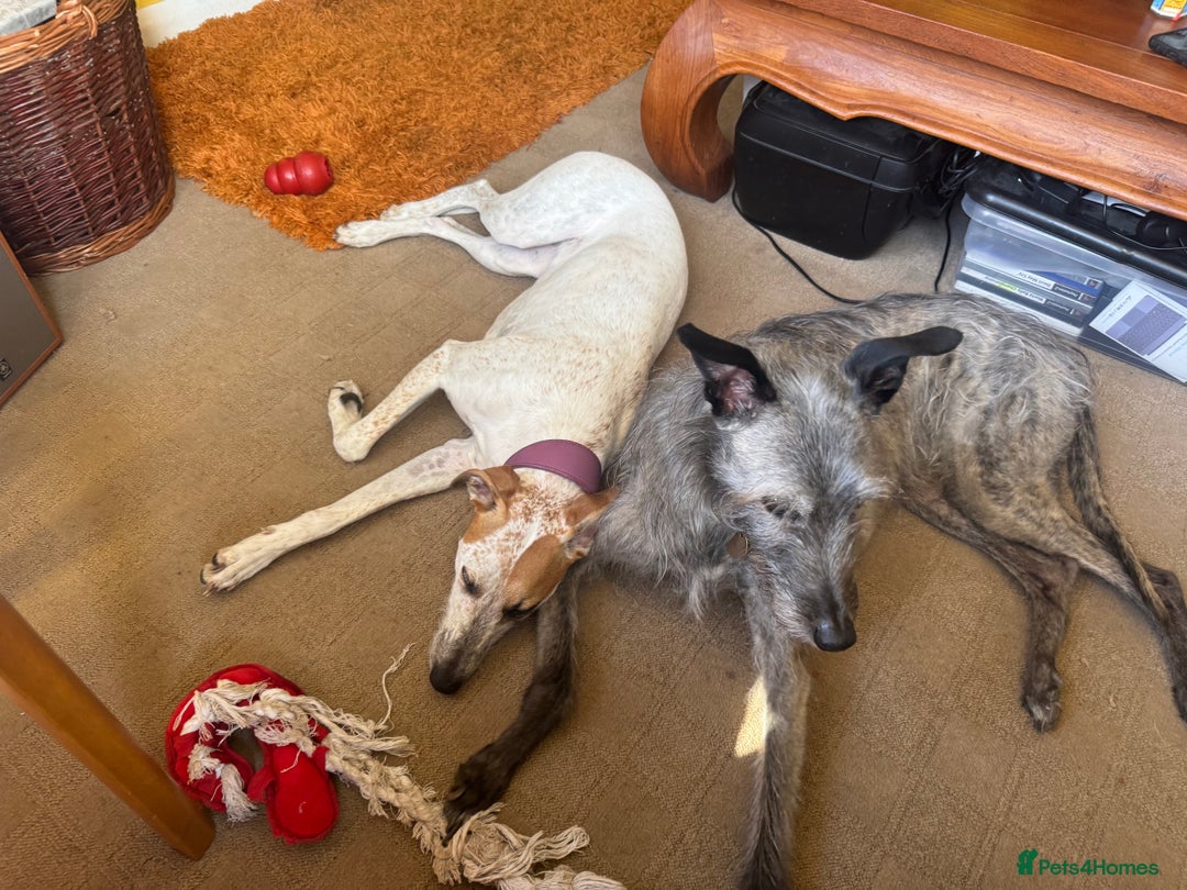 Lurcher dogs for sale: Litter of fabulous Lurchers - Image 4