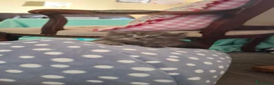 Mixed Breed 3