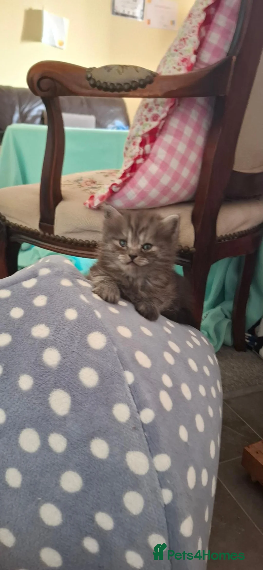 Mixed Breed cats for sale: Adorable Kittens! in Salisbury - Advert 15