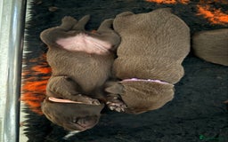 Labrador Retriever dogs for sale: Beautiful KC REG Fully health tested Labradors  - Image 15