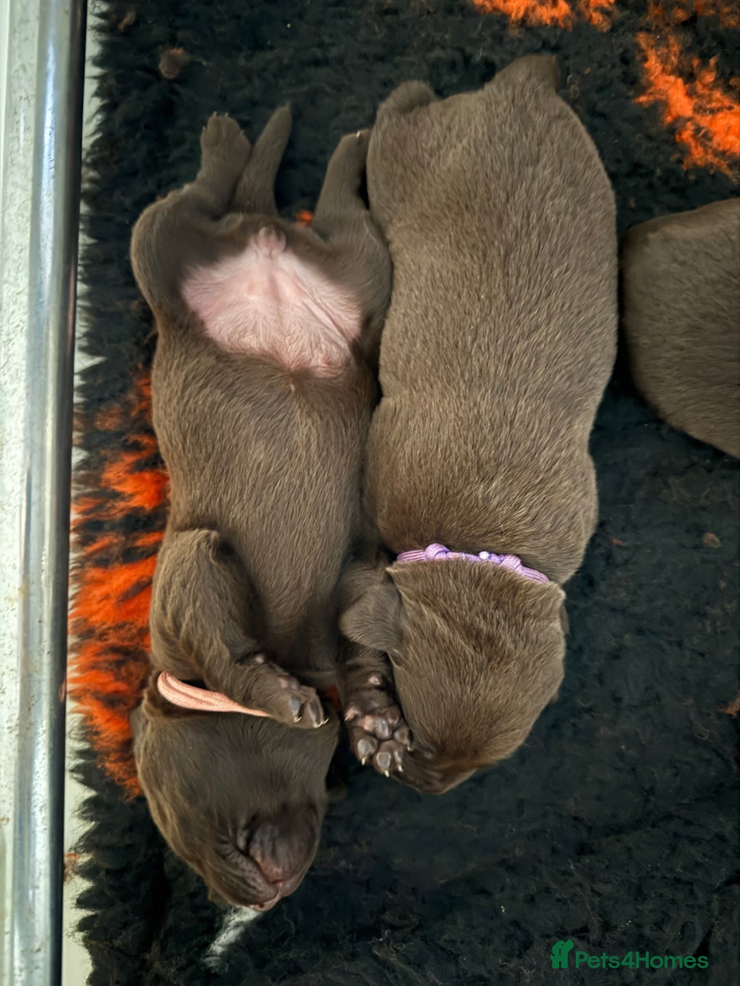 Labrador Retriever dogs for sale: Beautiful KC REG Fully health tested Labradors  - Image 15