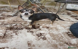 Chihuahua dogs for sale: Male chihuahua for adoption  - Image 4