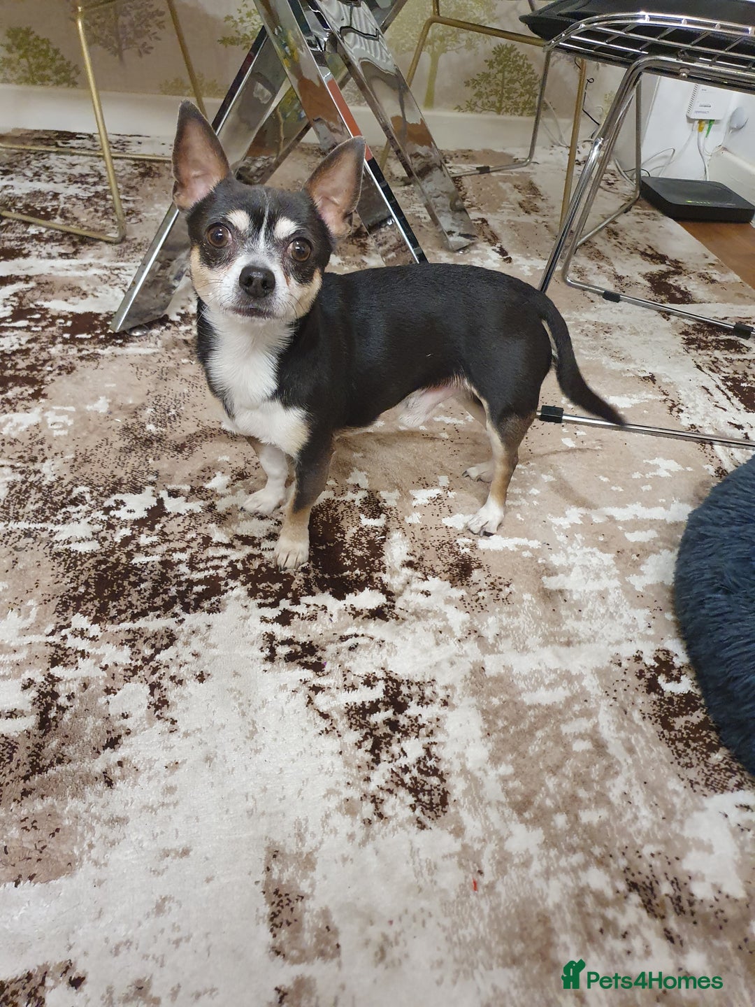 Chihuahua dogs for sale: Male chihuahua for adoption  - Image 4