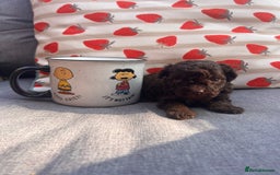 Toy Poodle dogs for sale: Tiny toy poodle puppies  - Image 5