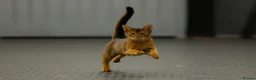 Abyssinian cats for sale: 2 beautiful Abyssinian boys  - Advert 1