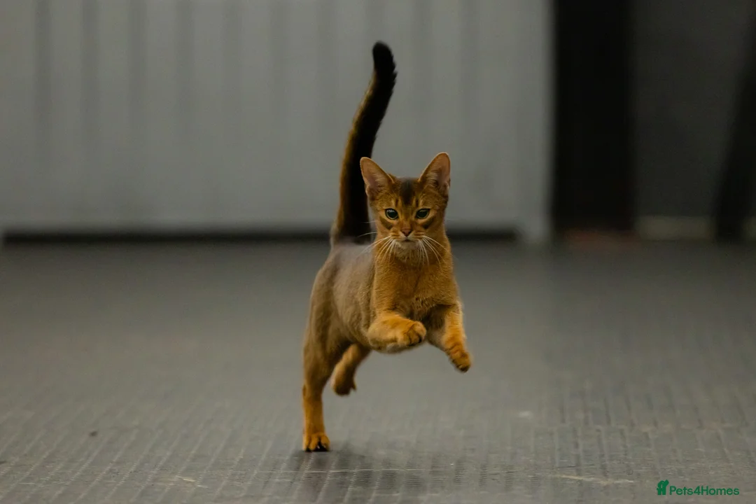 Abyssinian cats for sale: 2 beautiful Abyssinian boys  - Advert 1