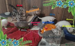 British Shorthair cats for sale: *READY*RARE PURE WHITE BSH TICA PEDIGREE KITTENS - Image 9