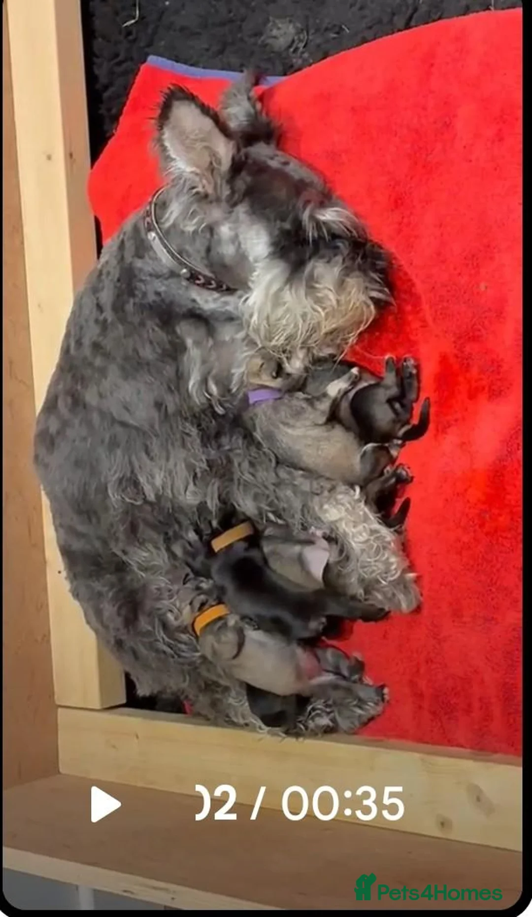 Miniature Schnauzer dogs for sale: Beautiful Mini' Schnau' Puppies in Perth - Advert 1