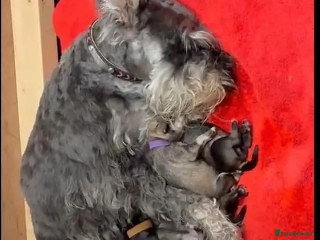 Miniature Schnauzer dogs for sale: Beautiful Mini'Schnau' Puppies 1 Boy 2 Girls left - Advert 1