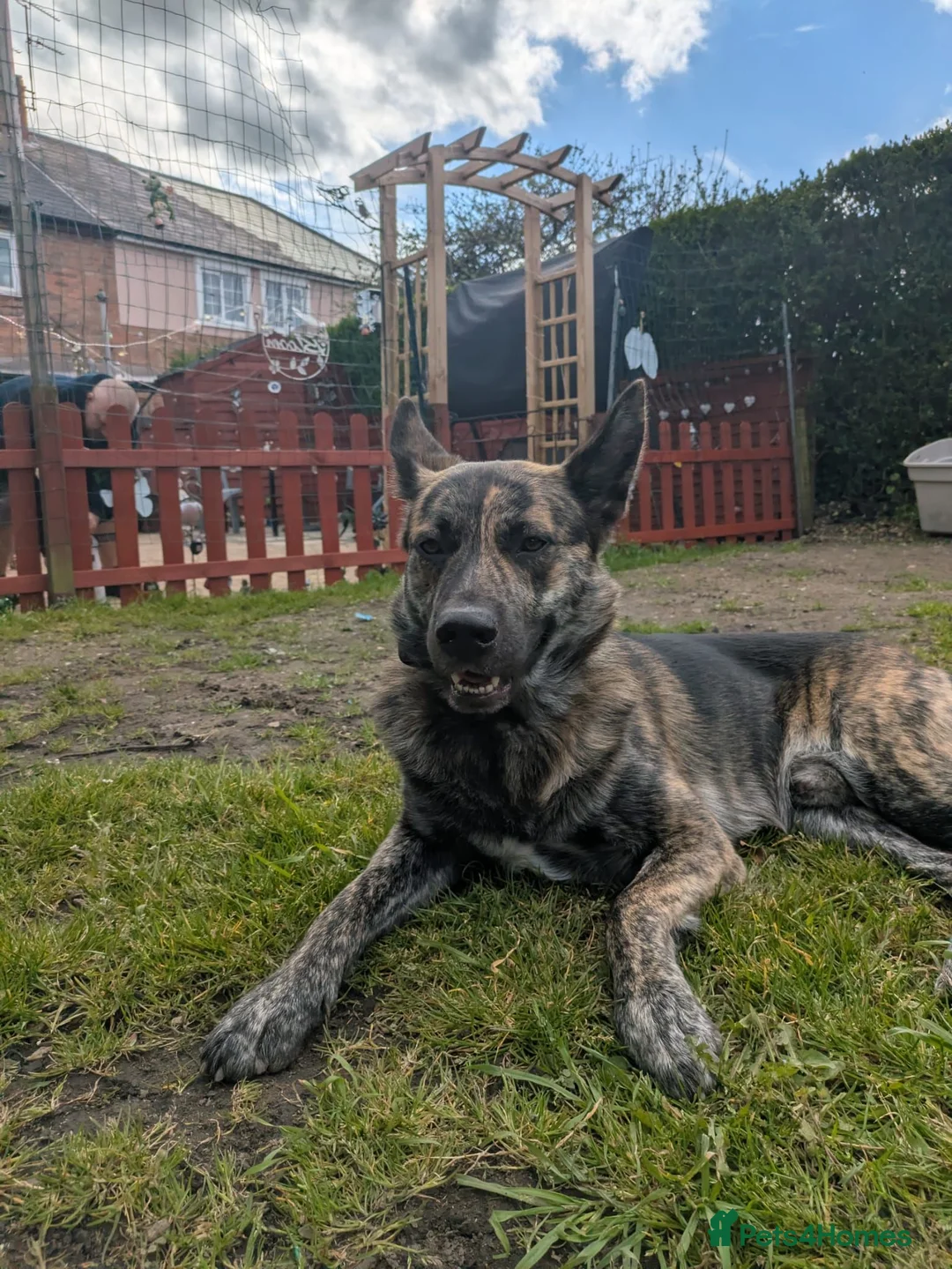 Mixed Breed dogs for sale: German Shepherd cross mali pups - Advert 19