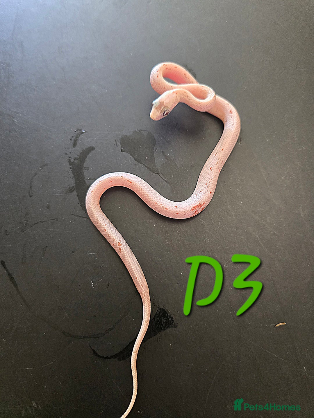 Corn Snake reptiles for sale: Corn snakes FROM £50 - Image 18