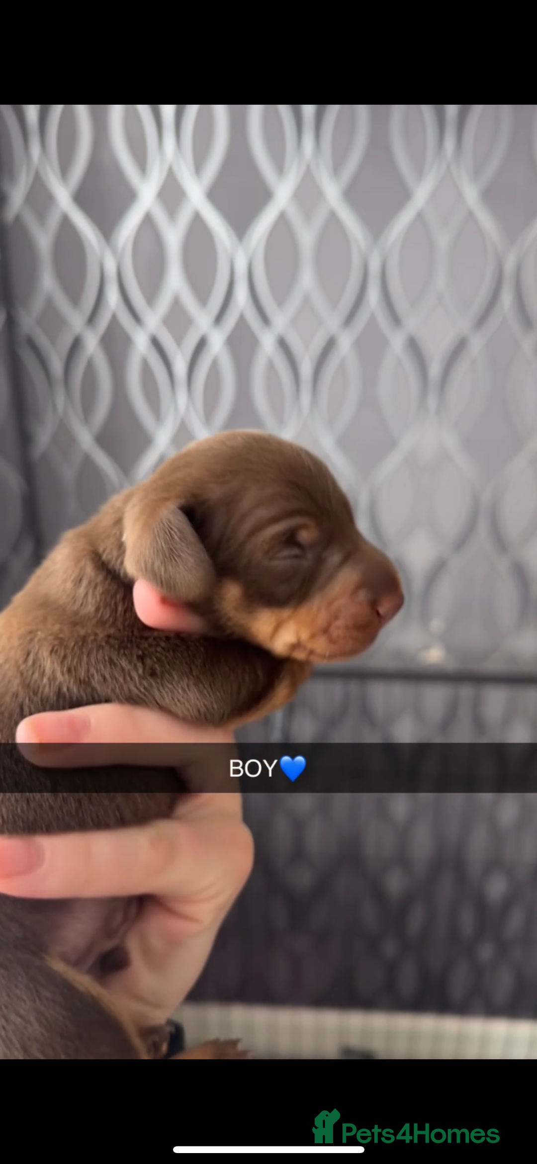 Miniature Dachshund dogs for sale: miniature dachshund pups - Image 3