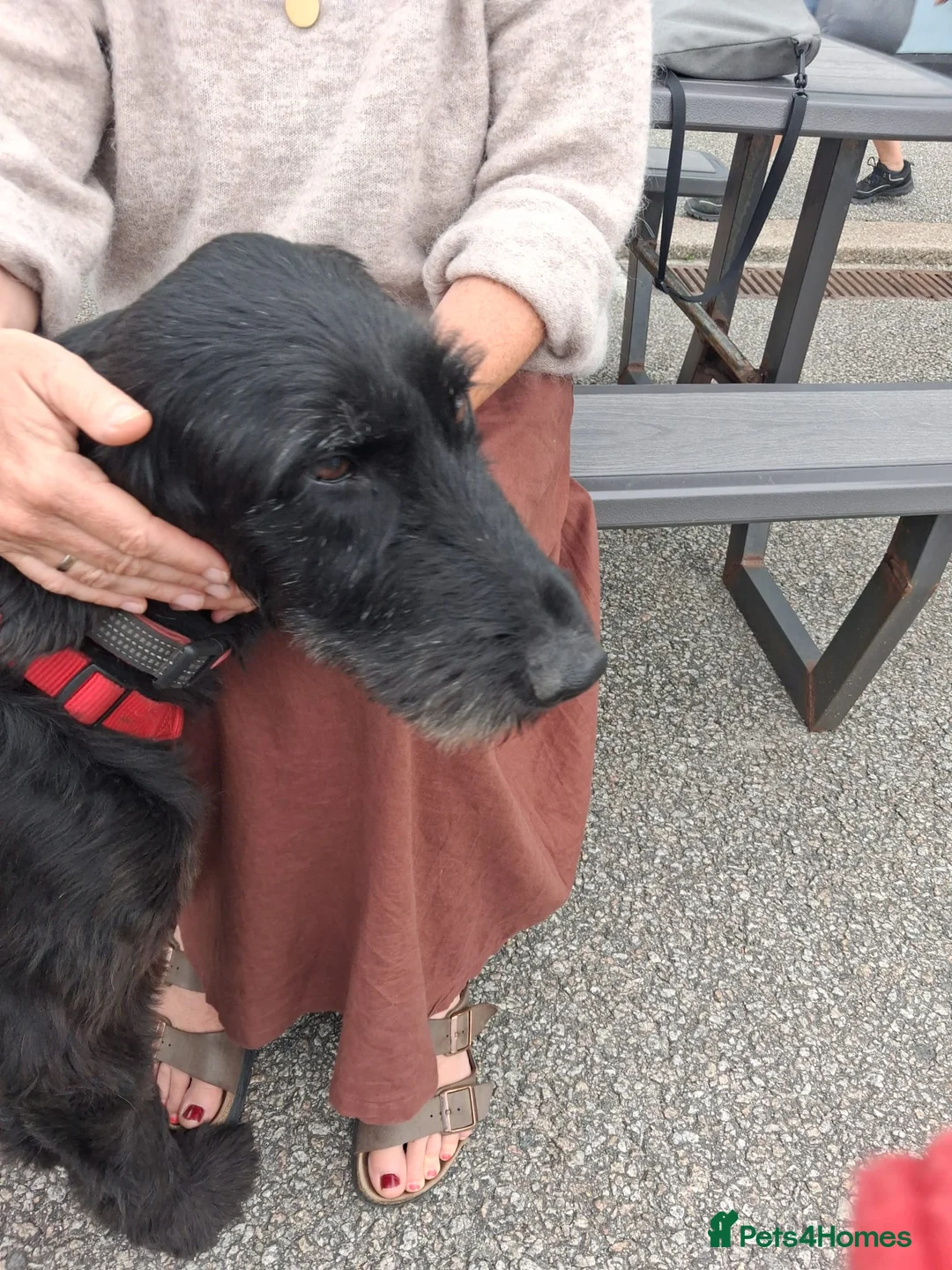 Mixed Breed dogs for adoption: 🐾❤️ HELGA FOR ADOPTION IN CORNWALL OR DEVON ❤️🐾 - Advert 2