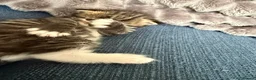 British Longhair cats for sale: Stunning 4 kittens in Kidderminster - Advert 5