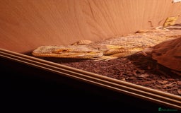 Bearded Dragon reptiles for sale: Bearded dragon (FREE) - Image 2