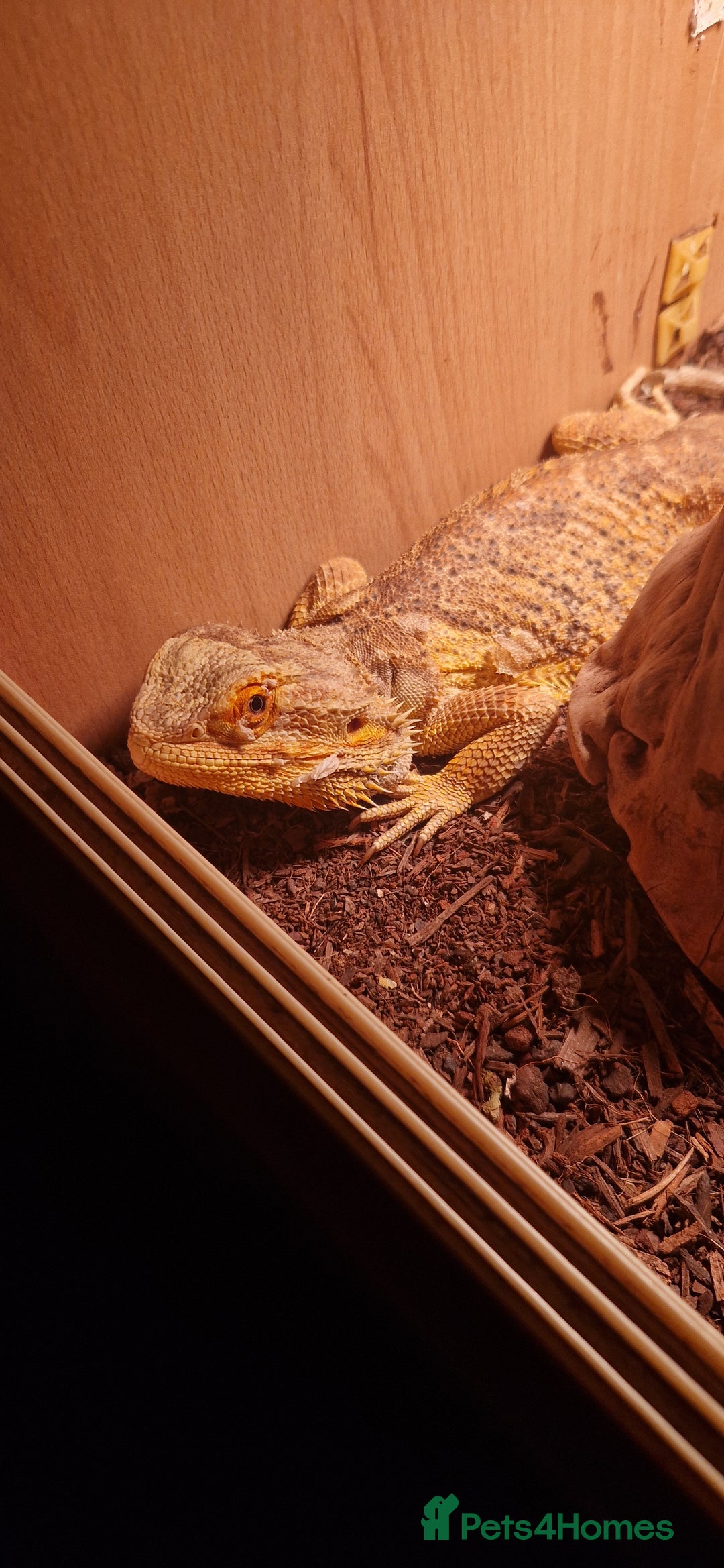 Bearded Dragon reptiles for sale: Bearded dragon (FREE) - Image 2