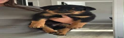 Rottweiler dogs for stud: NEW Rottweiler Stud - UK 🇬🇧 KC REG - LITTER DUE - Advert 8