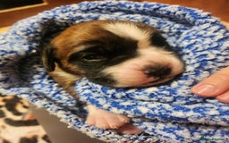 Boxer dogs for sale: 🌟KC REG BOBTAIL BOXER PUPS🌟 - Image 20