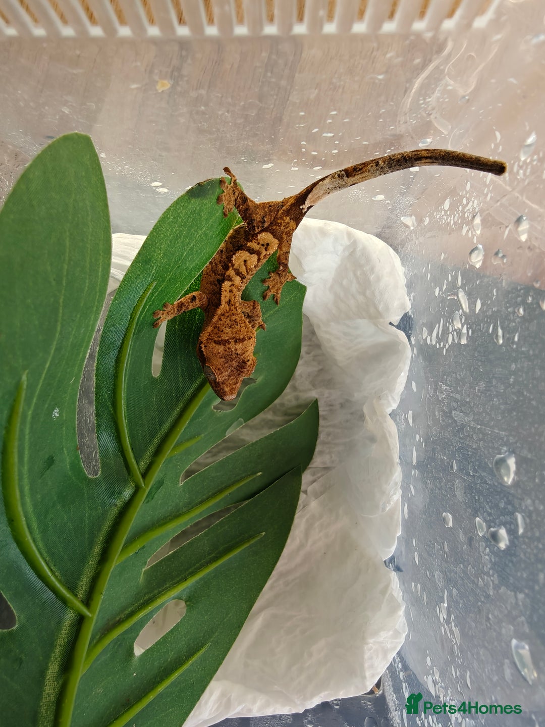 Gecko reptiles for sale: Unsexed Baby Crested Geckos - Advert 2