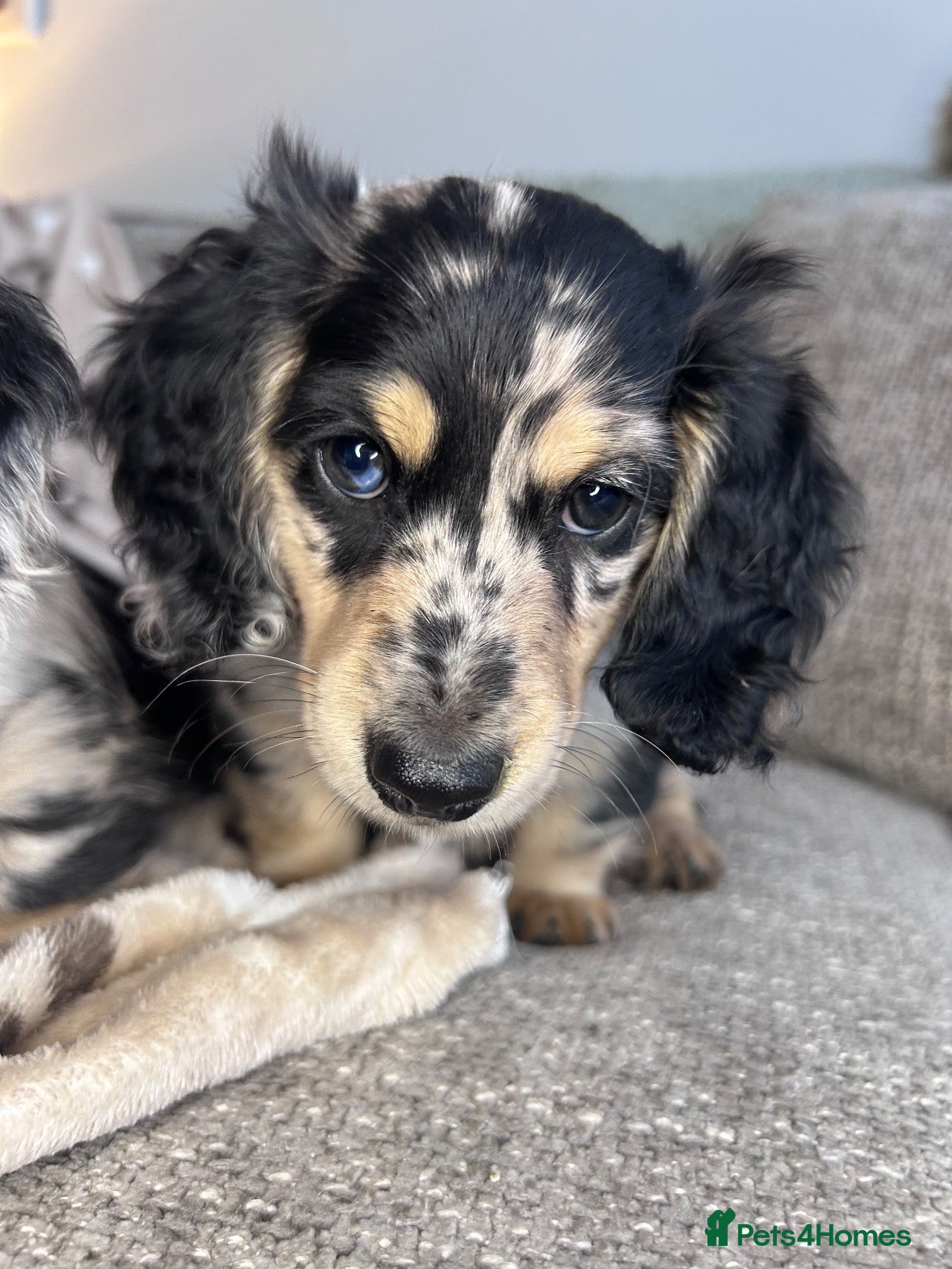 Miniature Dachshund dogs 🖤 SILVER DAPPLE & CREAM LONGHAIR BOY🖤  - Advert 14
