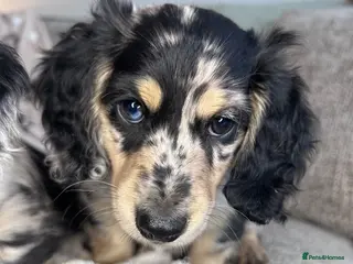 Miniature Dachshund dogs 🖤 SILVER DAPPLE & CREAM LONGHAIR BOY🖤 - Advert 7