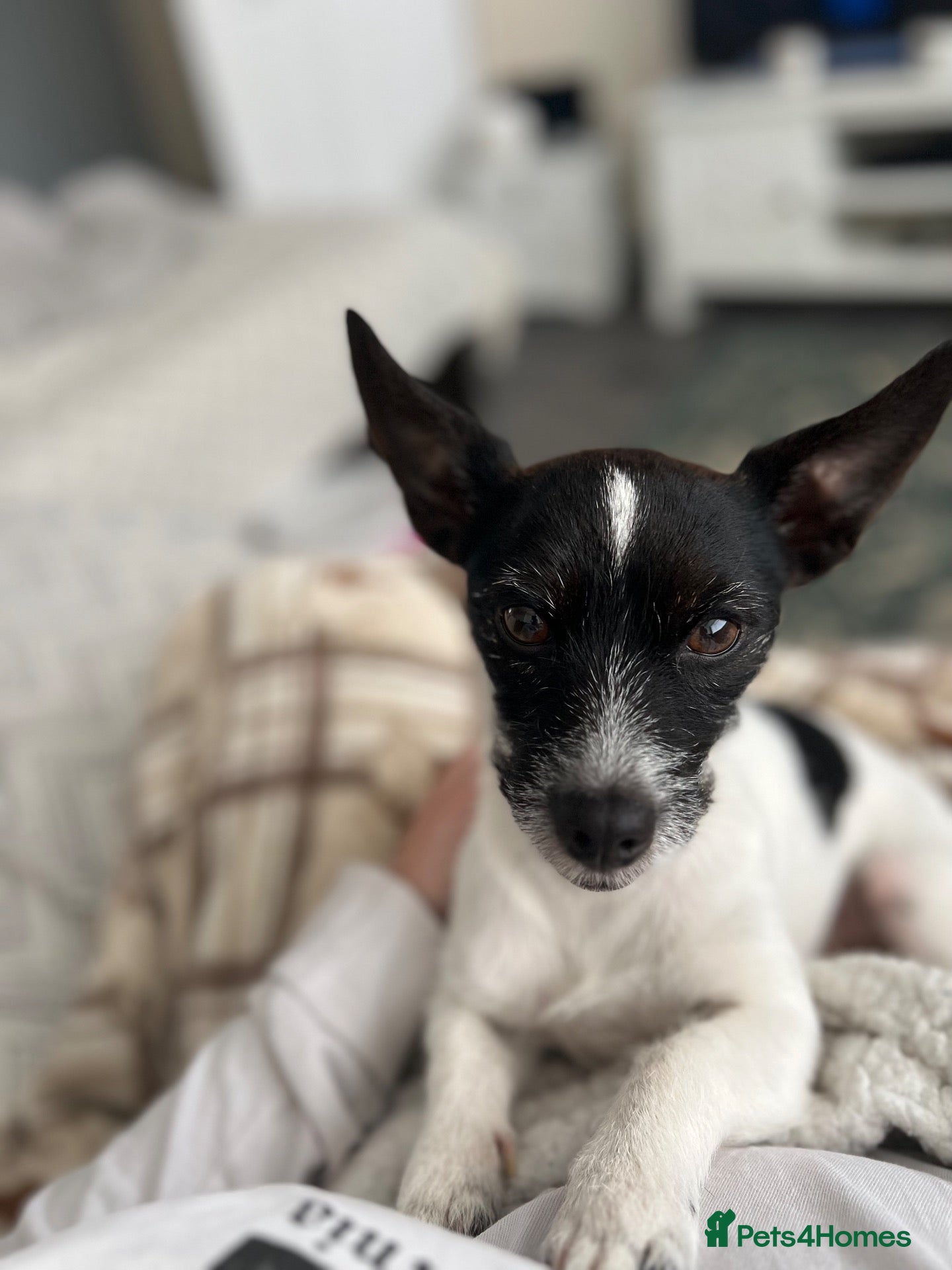 Jack Russell dogs REHOME! She is Free!  - Advert 6