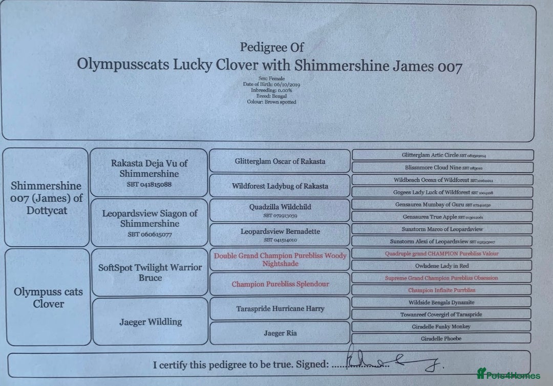 Bengal cats for sale: Beautiful Pedigree Bengal  –  Forever Home Wanted - Advert 6