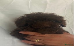 Cockapoo dogs for sale: Cockapoo - Image 11