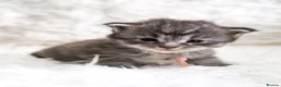 Maine Coon cats for sale: Stunning TICA Registered Maine Coon Kittens  - Advert 15