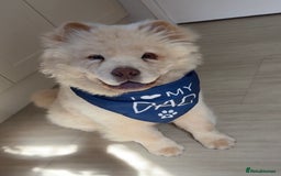Chow Chow dogs for sale: Chow Chow Male 9.5 months old - Image 3