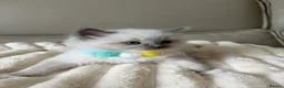 Ragdoll cats for sale: 4 ragdoll boys - Advert 24
