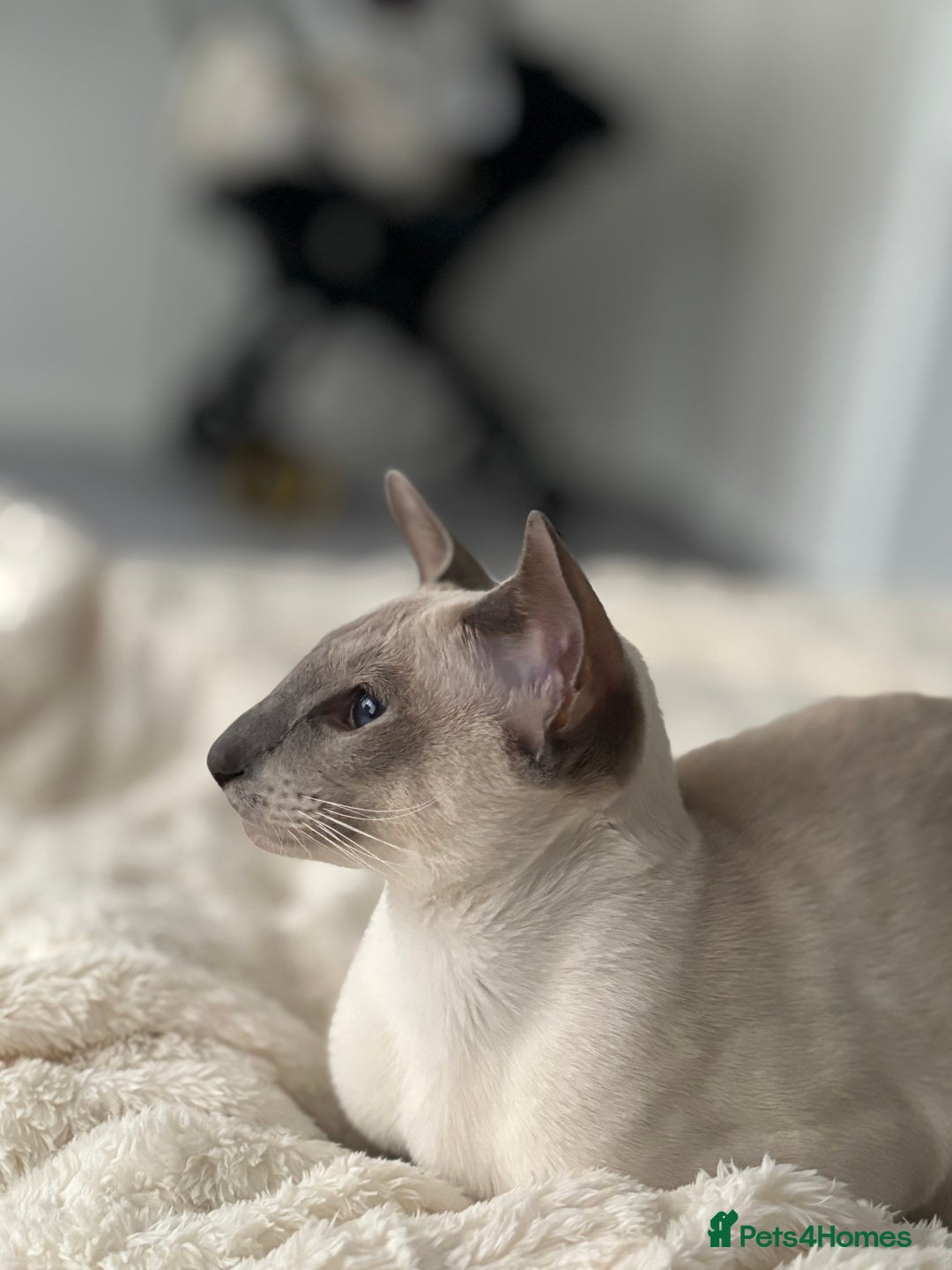 Oriental cats for sale: Beautiful Purebred Lilac Point Oriental Shorthair  - Advert 8
