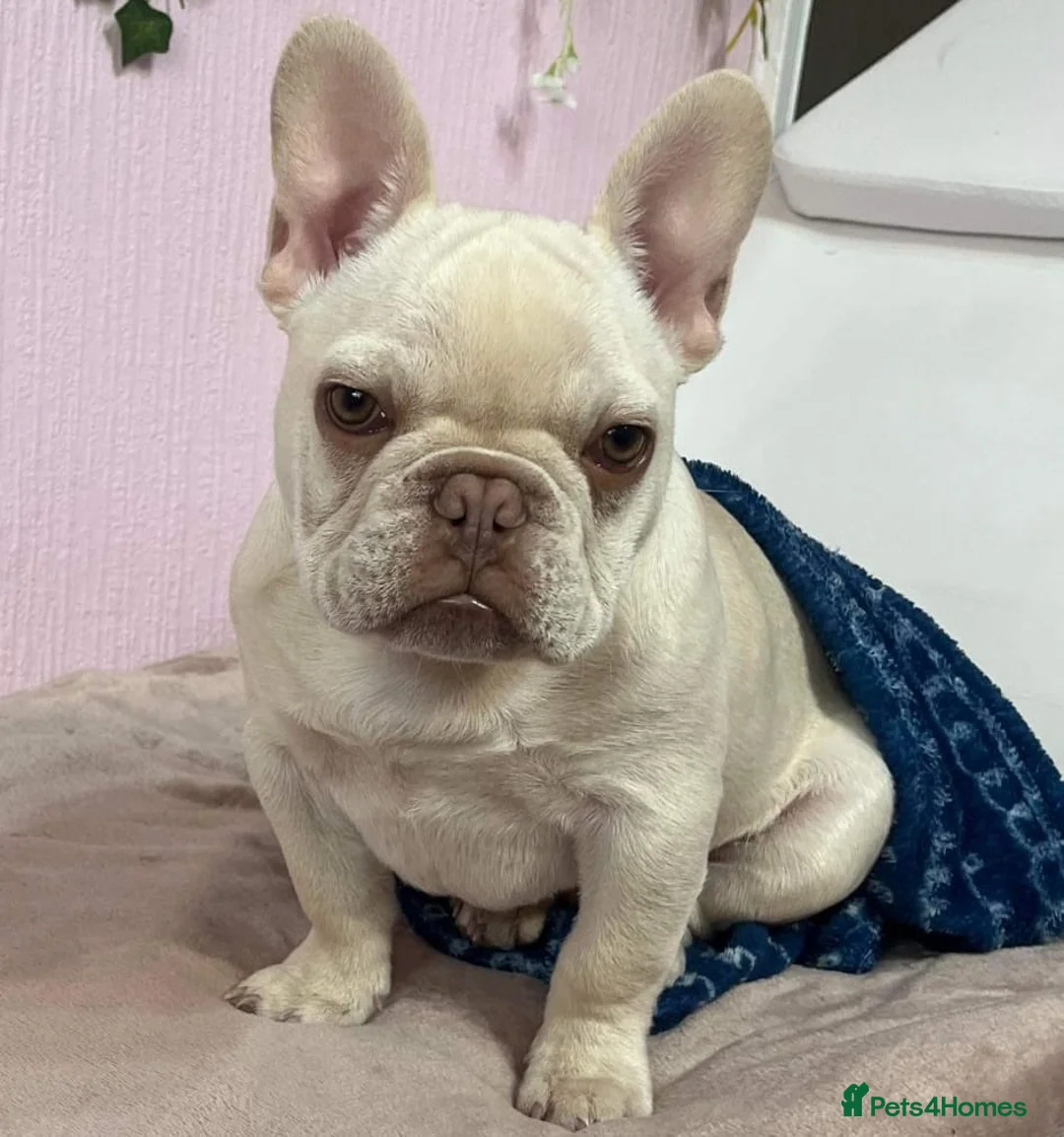 French Bulldog dogs for stud: Tiny 8kg Isabella and tan quad  - Advert 24