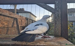 Pigeons birds for sale: Single German owl hen - Image 4