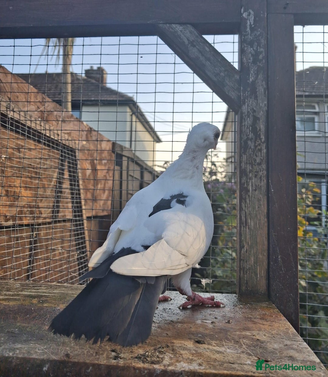 Pigeons birds for sale: Single German owl hen - Image 4