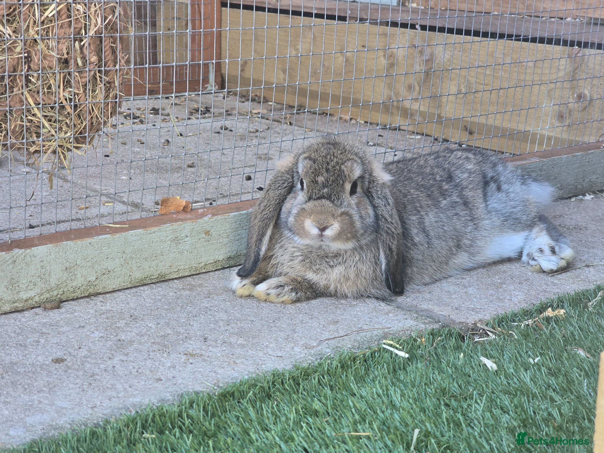 Mini Lop rabbits Baby lops  - Advert 12