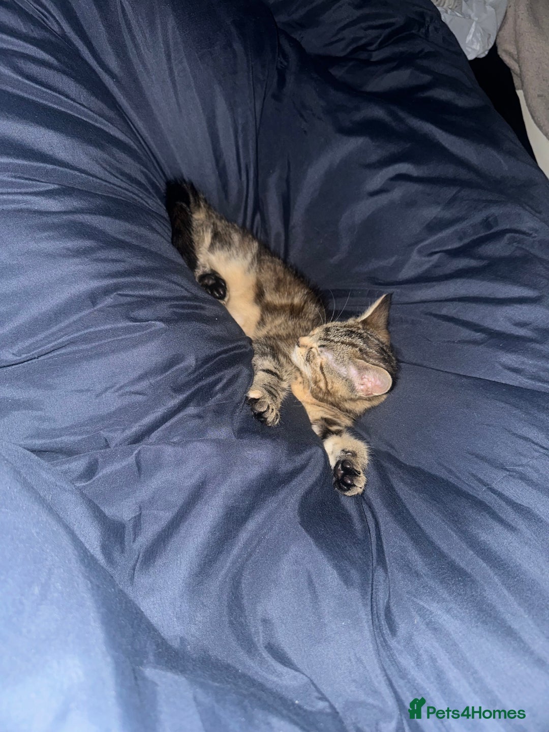 Mixed Breed cats for sale: Kitten/Cat for sale  - Advert 4