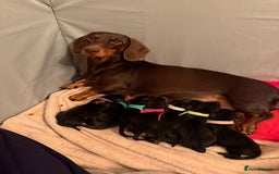 Miniature Dachshund dogs for sale: 7 miniature dachshunds for sale  - Advert 4