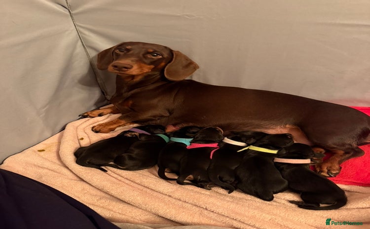 Miniature Dachshund dogs 7 miniature dachshunds for sale  - Advert 1