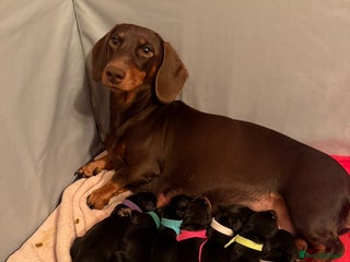 Miniature Dachshund dogs 7 miniature dachshunds for sale - Advert 5