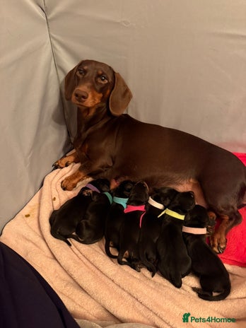 Miniature Dachshund dogs 7 miniature dachshunds for sale - Advert 1